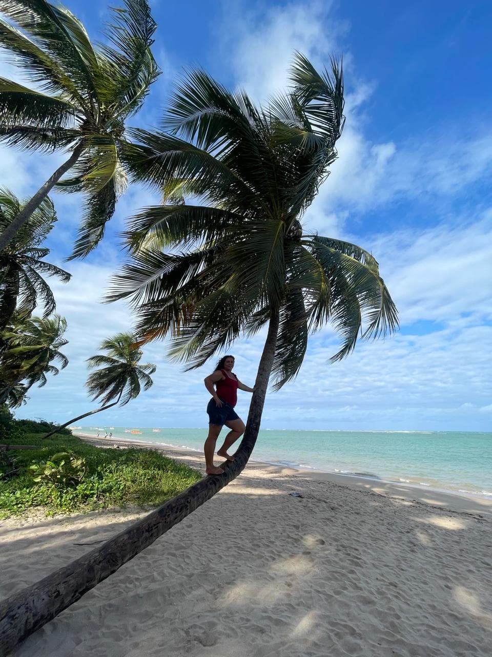 Coqueiros à beira-mar